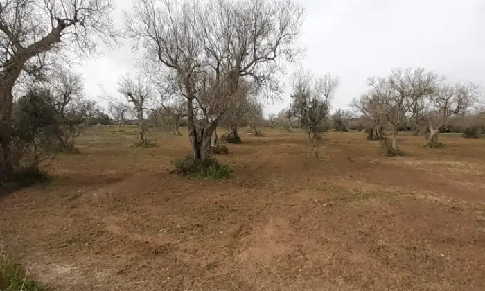Rexer-Uggiano-Terreno-oliveto-di-mq-a-minuti-da-Otranto-LE-Giardino
