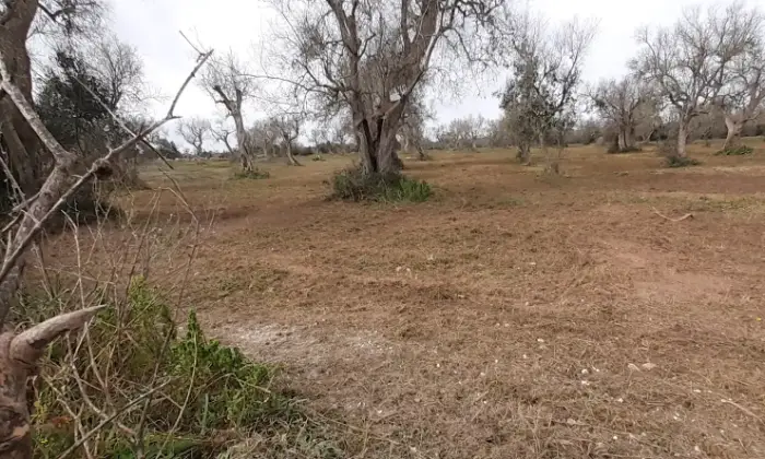 Rexer-Uggiano-Terreno-oliveto-di-mq-a-minuti-da-Otranto-LE-Giardino