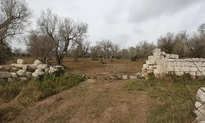Rexer-Uggiano-la-Chiesa-Terreno-oliveto-di-mq-a-minuti-da-Otranto-LE-Giardino