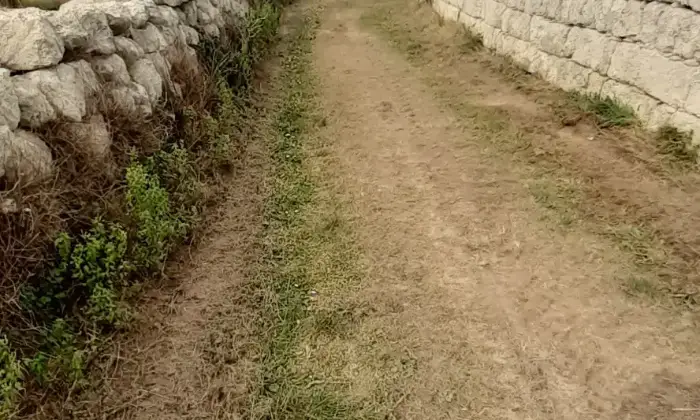 Rexer-Uggiano-Terreno-oliveto-di-mq-a-minuti-da-Otranto-LE-Giardino