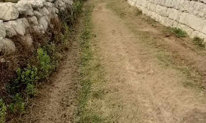 Rexer-Uggiano-la-Chiesa-Terreno-oliveto-di-mq-a-minuti-da-Otranto-LE-Giardino