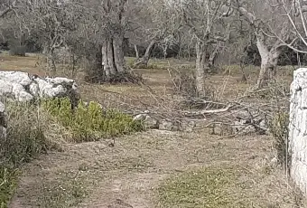 Rexer-Uggiano-la-Chiesa-Terreno-oliveto-di-mq-a-minuti-da-Otranto-LE-Giardino