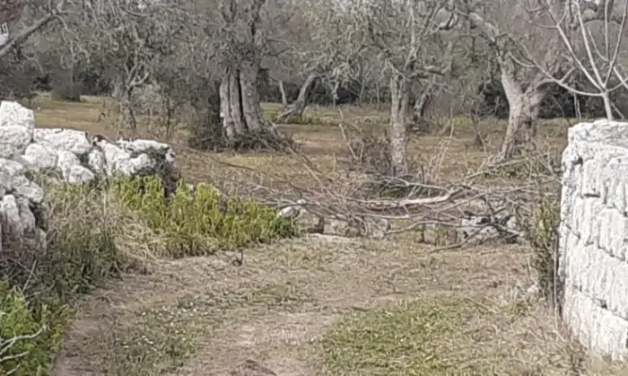 Rexer-Uggiano-Terreno-oliveto-di-mq-a-minuti-da-Otranto-LE-Giardino