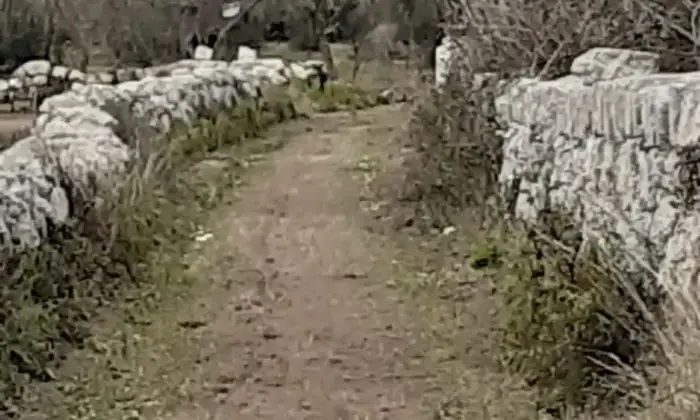 Rexer-Uggiano-la-Chiesa-Terreno-oliveto-di-mq-a-minuti-da-Otranto-LE-Giardino