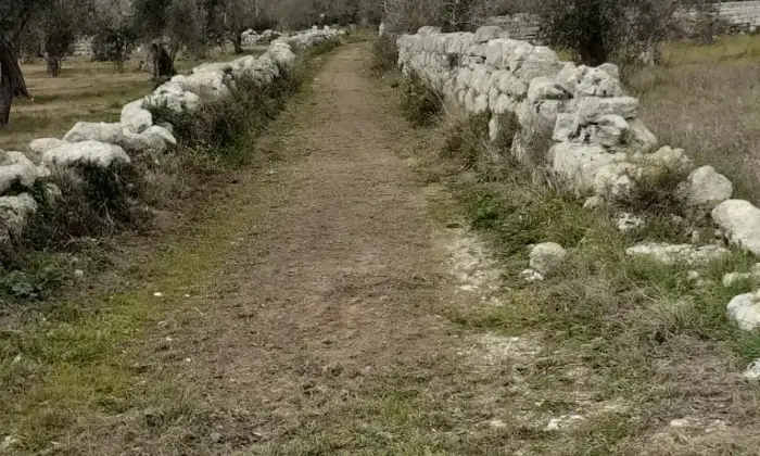 Rexer-Uggiano-Terreno-oliveto-di-mq-a-minuti-da-Otranto-LE-Giardino