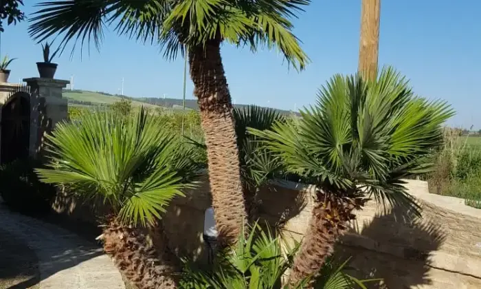 Rexer-Isola-di-Capo-Rizzuto-Villa-in-vendita-ad-Isola-di-Capo-Rizzuto-Giardino