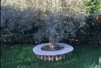 Rexer-Teano-Vendesi-appartamento-a-TEANO-CE-Giardino
