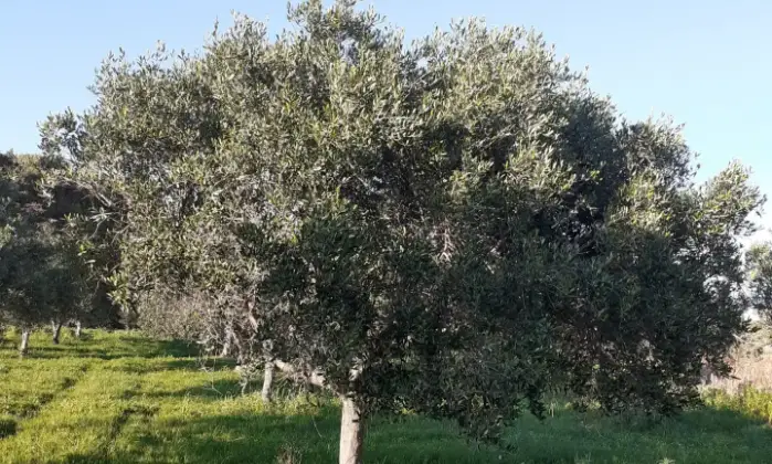 Rexer-Misiliscemi-Uliveto-con-rustico-in-Strada-Solfarello-Trapani-Terrazzo