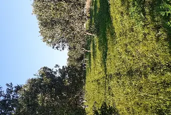 Rexer-Salinagrande-Uliveto-con-rustico-in-Strada-Solfarello-Trapani-Terrazzo