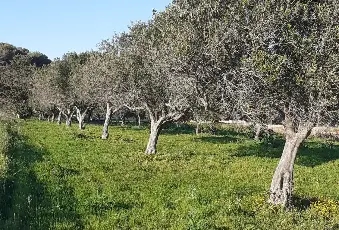 Rexer-Salinagrande-Uliveto-con-rustico-in-Strada-Solfarello-Trapani-Terrazzo