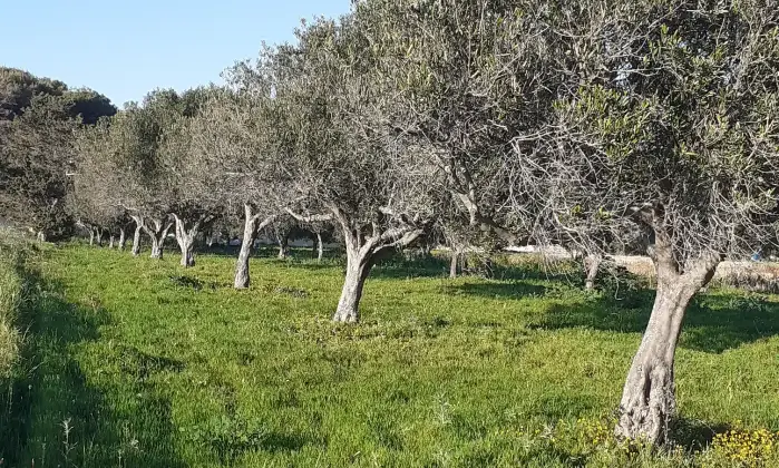 Rexer-Salinagrande-Uliveto-con-rustico-in-Strada-Solfarello-Trapani-Terrazzo