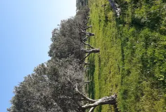 Rexer-Misiliscemi-Uliveto-con-rustico-in-Strada-Solfarello-Trapani-Terrazzo