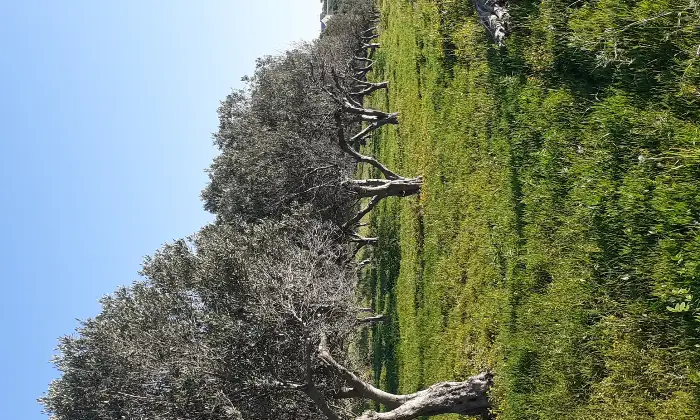 Rexer-Salinagrande-Uliveto-con-rustico-in-Strada-Solfarello-Trapani-Terrazzo