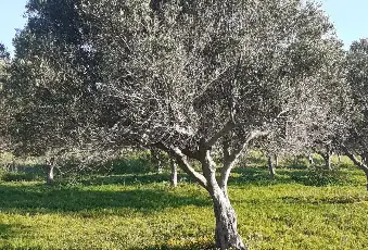 Rexer-Salinagrande-Uliveto-con-rustico-in-Strada-Solfarello-Trapani-Terrazzo