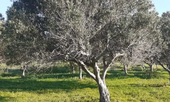 Rexer-Misiliscemi-Uliveto-con-rustico-in-Strada-Solfarello-Trapani-Terrazzo