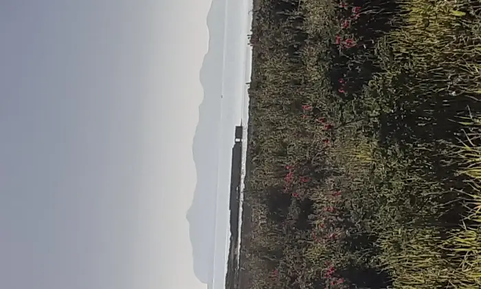 Rexer-Salinagrande-Uliveto-con-rustico-in-Strada-Solfarello-Trapani-Terrazzo