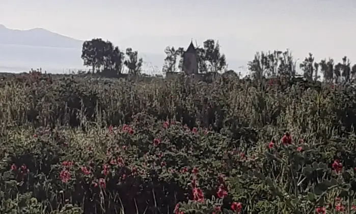 Rexer-Salinagrande-Uliveto-con-rustico-in-Strada-Solfarello-Trapani-Terrazzo