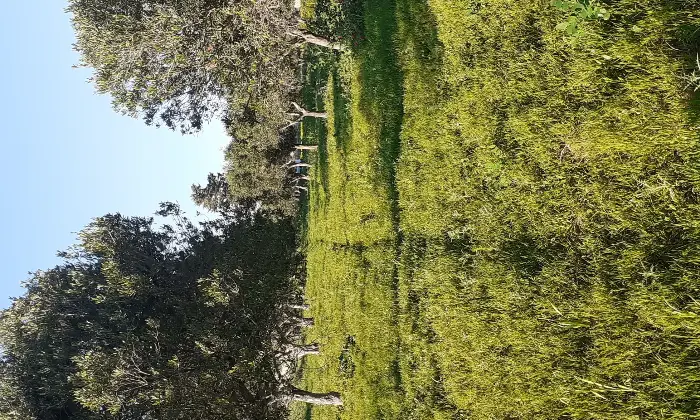 Rexer-Salinagrande-Uliveto-con-rustico-in-Strada-Solfarello-Trapani-Terrazzo