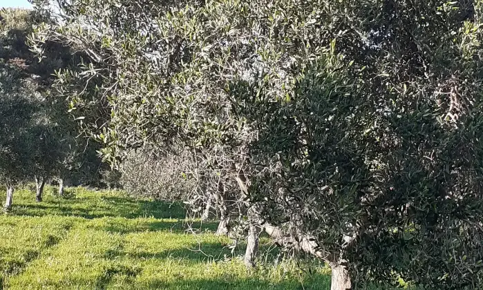 Rexer-Salinagrande-Uliveto-con-rustico-in-Strada-Solfarello-Trapani-Terrazzo