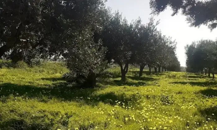 Rexer-Misiliscemi-Uliveto-con-rustico-in-Strada-Solfarello-Trapani-Terrazzo