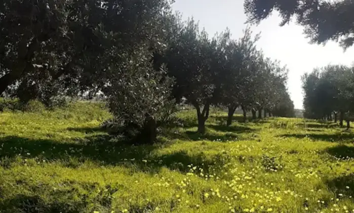 Rexer-Salinagrande-Uliveto-con-rustico-in-Strada-Solfarello-Trapani-Terrazzo