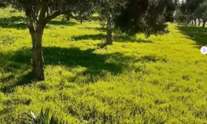 Rexer-Misiliscemi-Uliveto-con-rustico-in-Strada-Solfarello-Trapani-Terrazzo