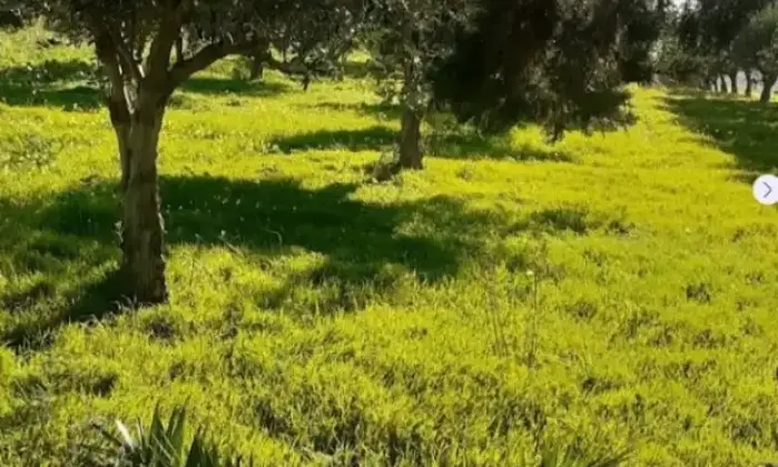 Rexer-Salinagrande-Uliveto-con-rustico-in-Strada-Solfarello-Trapani-Terrazzo