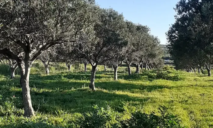 Rexer-Salinagrande-Uliveto-con-rustico-in-Strada-Solfarello-Trapani-Terrazzo