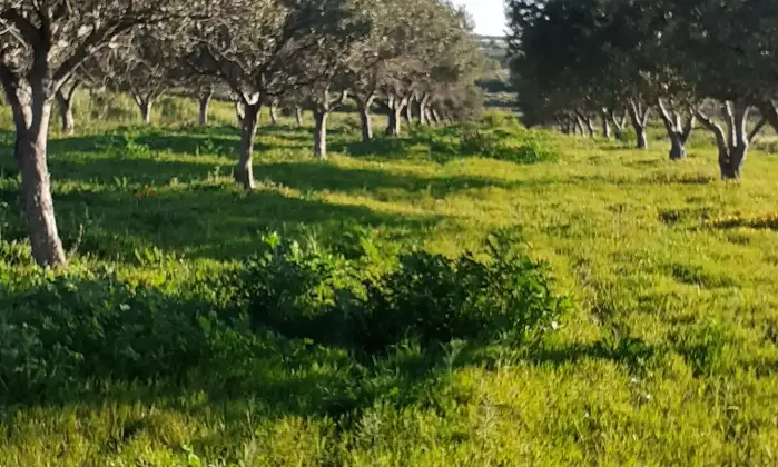 Rexer-Salinagrande-Uliveto-con-rustico-in-Strada-Solfarello-Trapani-Terrazzo