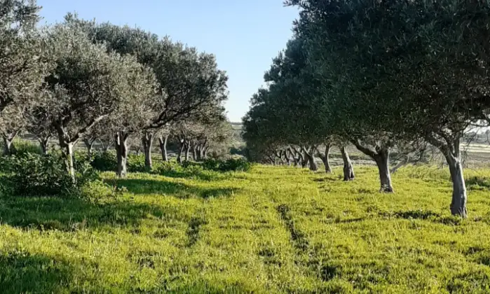 Rexer-Misiliscemi-Uliveto-con-rustico-in-Strada-Solfarello-Trapani-Terrazzo