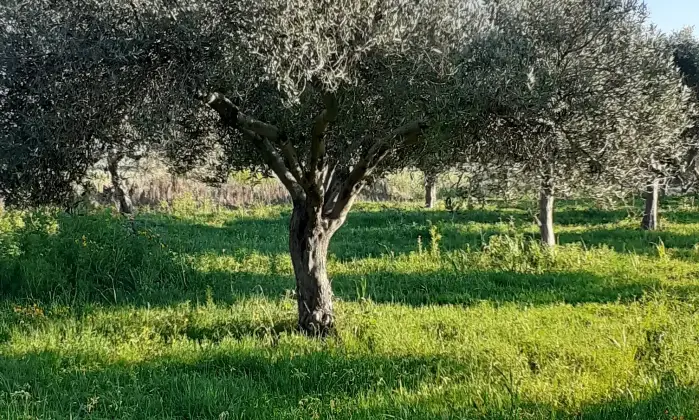 Rexer-Salinagrande-Uliveto-con-rustico-in-Strada-Solfarello-Trapani-Terrazzo