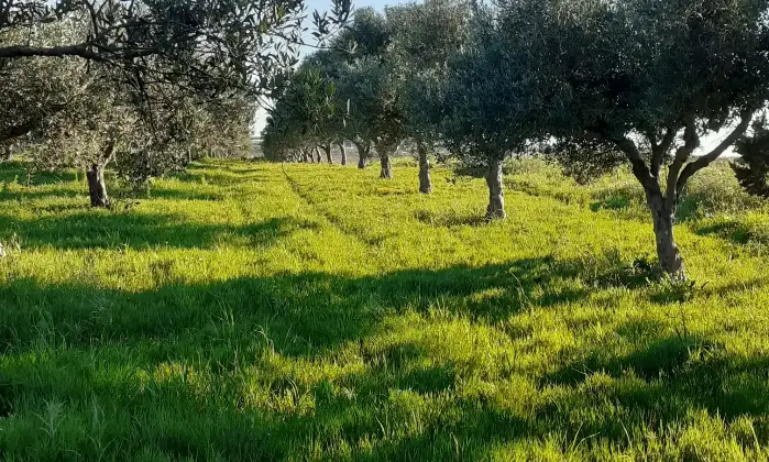 Rexer-Salinagrande-Uliveto-con-rustico-in-Strada-Solfarello-Trapani-Terrazzo