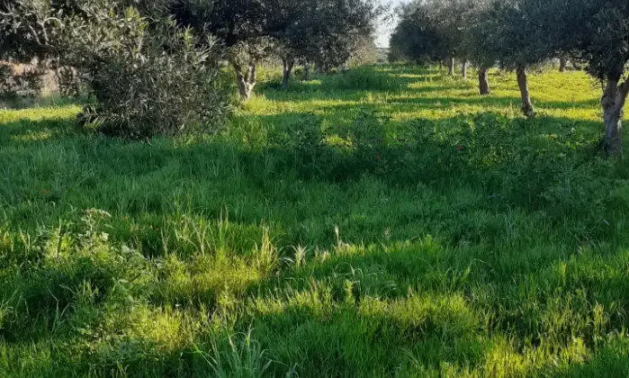 Rexer-Misiliscemi-Uliveto-con-rustico-in-Strada-Solfarello-Trapani-Terrazzo