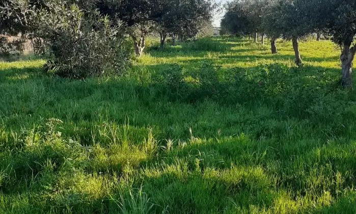 Rexer-Salinagrande-Uliveto-con-rustico-in-Strada-Solfarello-Trapani-Terrazzo