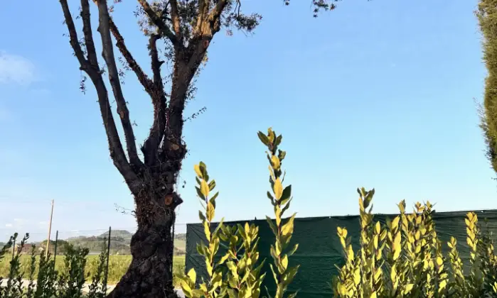 Rexer-Osimo-Casale-in-vendita-in-via-di-Jesi-Osimo-Terrazzo
