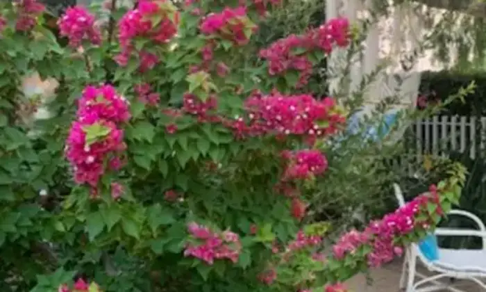 Rexer-Pollina-Residence-con-giardino-Altro
