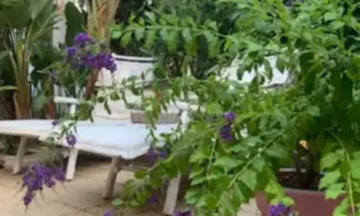 Rexer-Pollina-Residence-con-giardino-Terrazzo