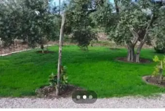 Rexer-Troia-Villetta-da-completare-con-giardino-e-oliveto-Giardino