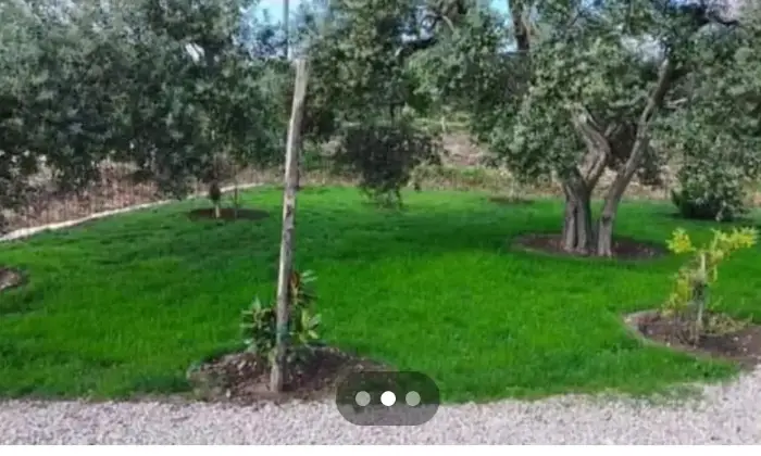 Rexer-Troia-Villetta-da-completare-con-giardino-e-oliveto-Giardino