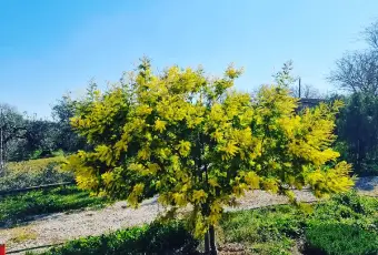 Rexer-Troia-Villetta-da-completare-con-giardino-e-oliveto-Terrazzo