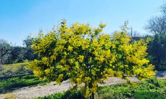 Rexer-Troia-Villetta-da-completare-con-giardino-e-oliveto-Terrazzo