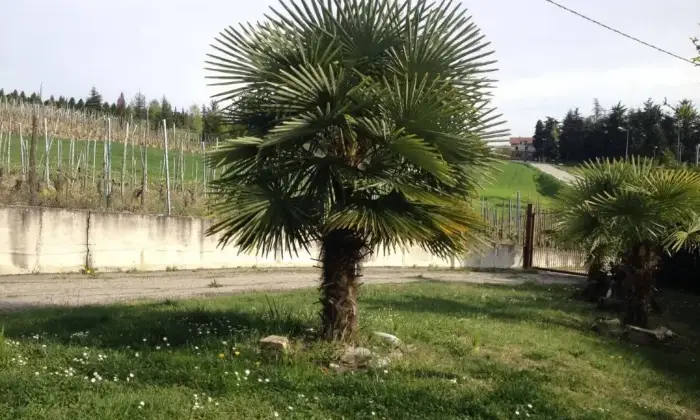 Rexer-La-Morra-Vendesi-attico-in-via-Borgata-Simane-La-Morra-Giardino