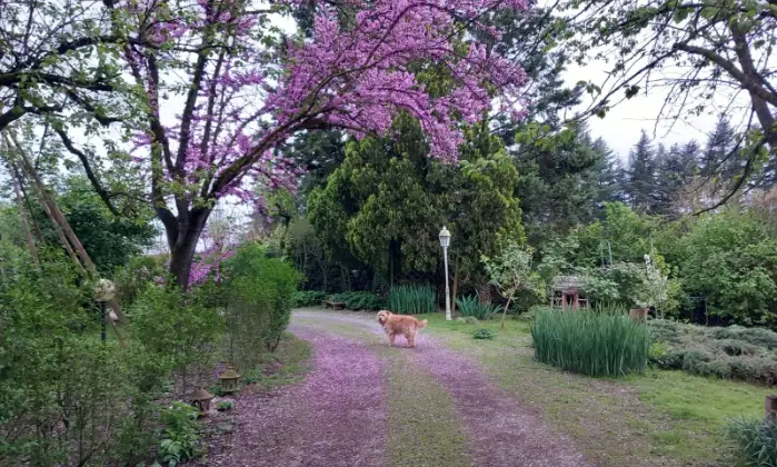 Rexer-Alessandria-Rustico-Casale-in-Strada-Provinciale-Pavia-Alessandria-GIARDINO