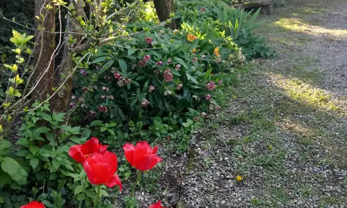 Rexer-Alessandria-Rustico-Casale-in-Strada-Provinciale-Pavia-Alessandria-GIARDINO