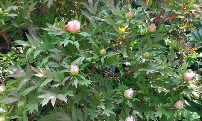 Rexer-Alessandria-Splendido-Casale-Immerso-nel-Verde-Alessandria-GIARDINO