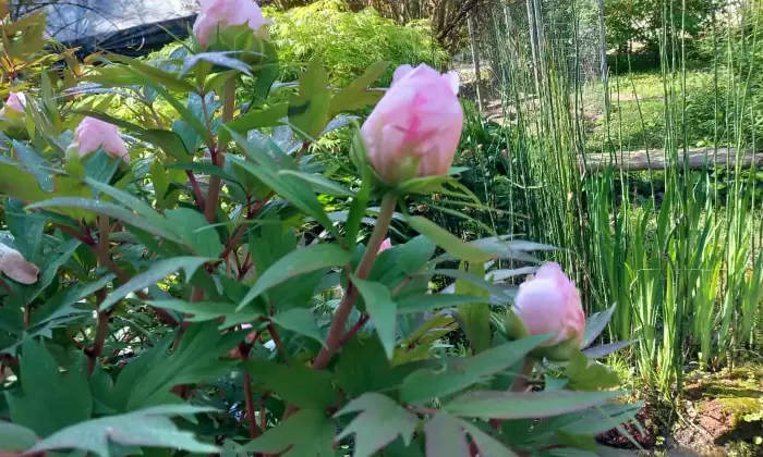 Rexer-Alessandria-Splendido-Casale-Immerso-nel-Verde-Alessandria-GIARDINO