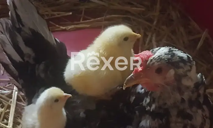 Rexer-Alessandria-Splendido-Casale-Immerso-nel-Verde-Alessandria-Altro