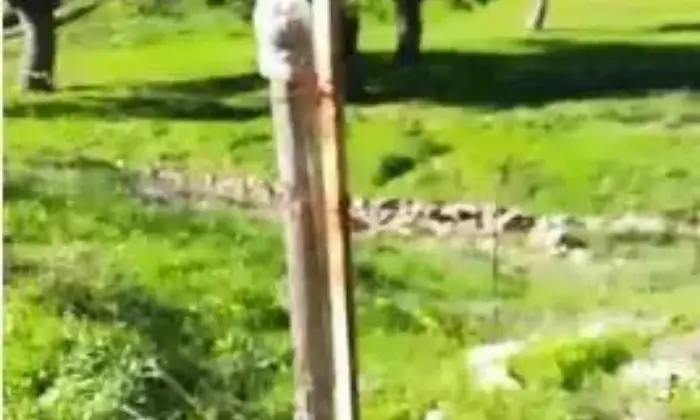 Rexer-San-Fele-Vendesi-casa-inipendente-con-terreno-in-campagna-a-SAN-FELE-ALTRO