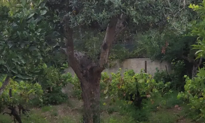 Rexer-Marsala-Villa-a-schiera-sulle-Saline-Giardino