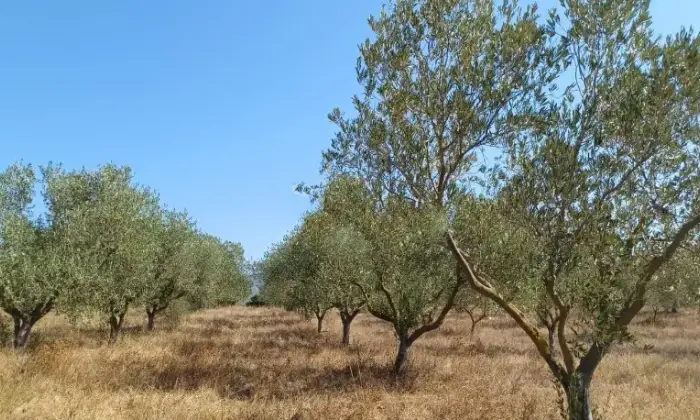 Rexer-Onifai-Sardegna-vicino-al-mare-Propriet-rustica-in-vendita-ad-Onifai-Terrazzo